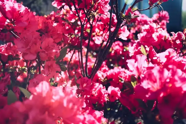 Go Holidays Azaleas A Guide to Japanese Blossoms Seasons and Surrounding Attractions