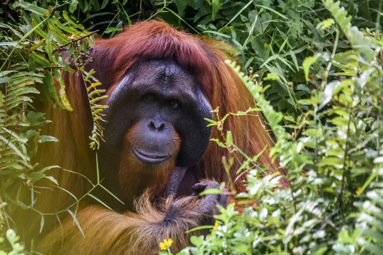 Go Holidays Bornean Orangutan