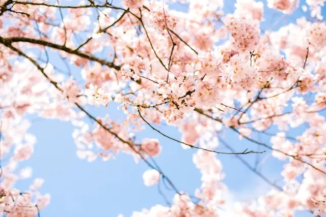 Go Holidays Cherry Blossoms A Guide to Japanese Blossoms Seasons and Surrounding