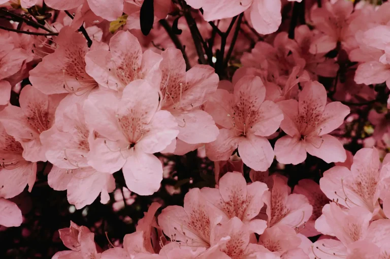 Go Holidays Go Holidays Cherry Blossoms A Guide to Japanese Blossoms Seasons and Surrounding