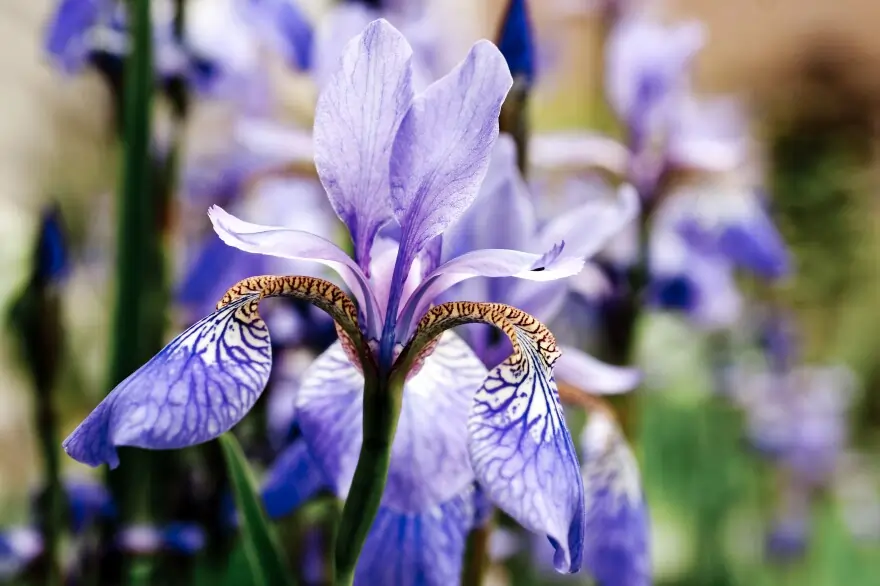 Go Holidays Iris Ayame A Guide to Japanese Blossoms Seasons and Surrounding Attractions