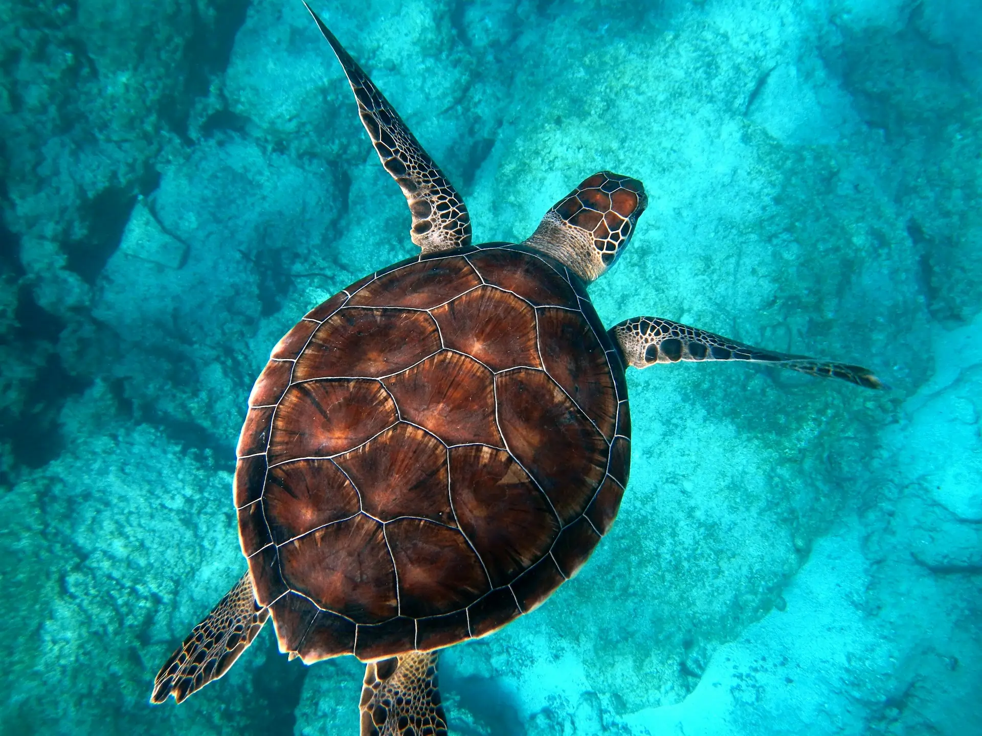 Go Holidays June Wildlife