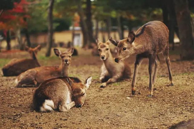 Go Holidays Nara Park (Nara)