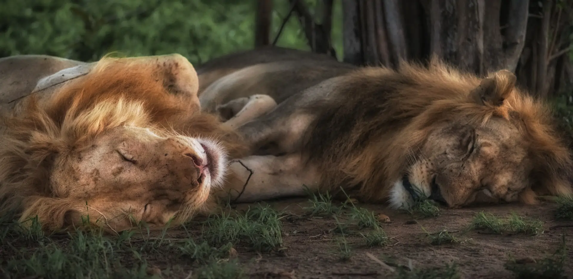 South Luangwa National Park, Zambia