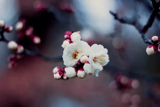 Go Holidays Ume A Guide to Japanese Blossoms Seasons and Surrounding Attractions