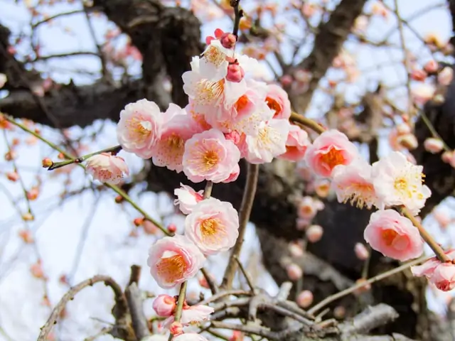 Go Holidays Ume A Guide to Japanese Blossoms Seasons and Surrounding Attractions