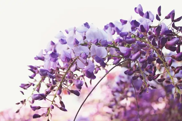 Go Holidays Wisteria A Guide to Japanese Blossoms Seasons and Surrounding Attractions