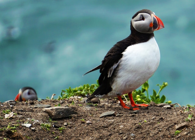 Shetland Isles, Wielka Brytania Puffins