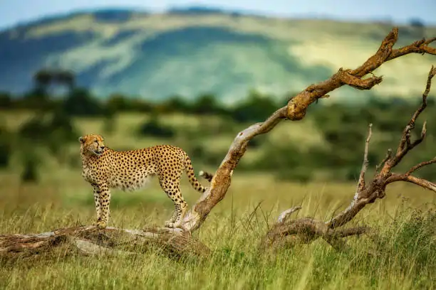 Go Holidays Outbound Travel Agency The Call of the Wild: Kenya’s Safari Experience