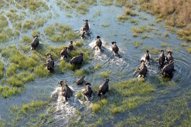 Go Holidays Outbound Travel Agency The Call of the Wild: Kenya’s Safari Experience