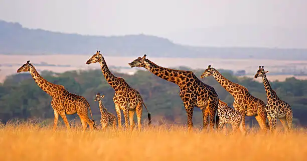 Go Holidays Outbound Travel Agency The Call of the Wild: Kenya’s Safari Experience