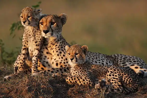 Go Holidays Outbound Travel Agency The Call of the Wild: Kenya’s Safari Experience