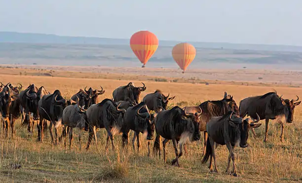 Go Holidays Outbound Travel Agency The Call of the Wild: Kenya’s Safari Experience