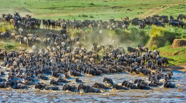 Go Holidays Outbound Travel Agency The Call of the Wild: Kenya’s Safari Experience