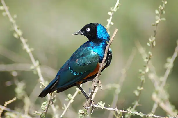 Go Holidays Outbound Travel Agency The Call of the Wild: Kenya’s Safari Experience