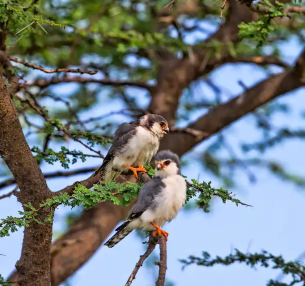 Go Holidays Outbound Travel Agency The Call of the Wild: Kenya’s Safari Experience