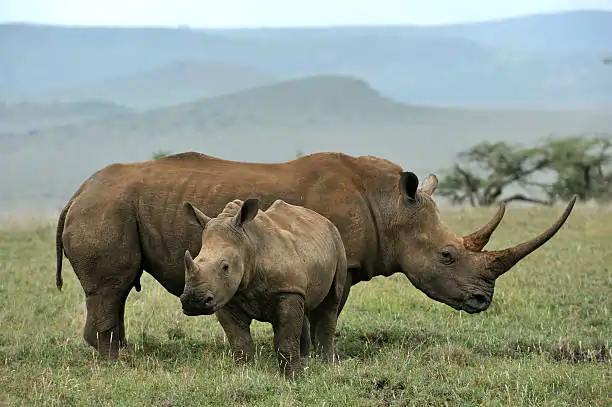 Go Holidays Outbound Travel Agency The Call of the Wild: Kenya’s Safari Experience