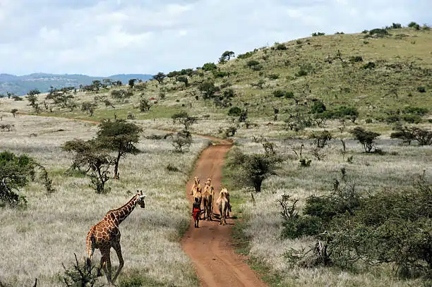 Go Holidays Outbound Travel Agency The Call of the Wild: Kenya’s Safari Experience