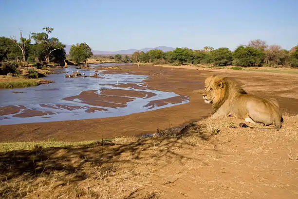Go Holidays Outbound Travel Agency The Call of the Wild: Kenya’s Safari Experience