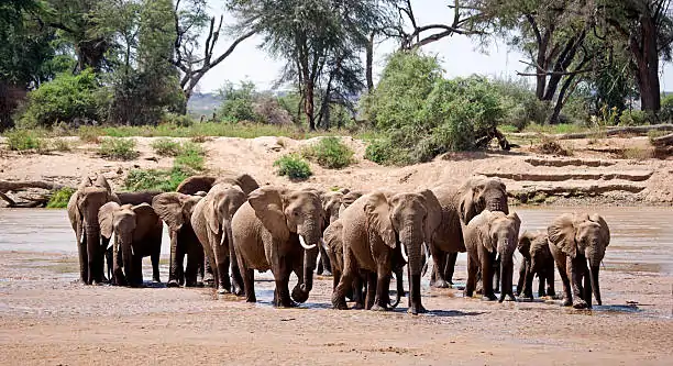 Go Holidays Outbound Travel Agency The Call of the Wild: Kenya’s Safari Experience