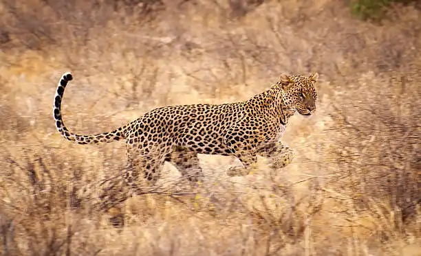 Go Holidays Outbound Travel Agency The Call of the Wild: Kenya’s Safari Experience
