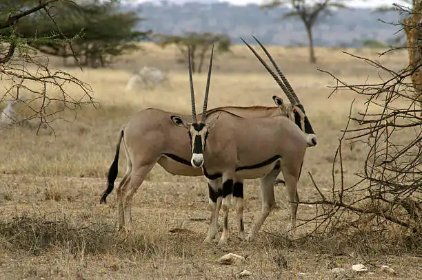 Go Holidays Outbound Travel Agency The Call of the Wild: Kenya’s Safari Experience