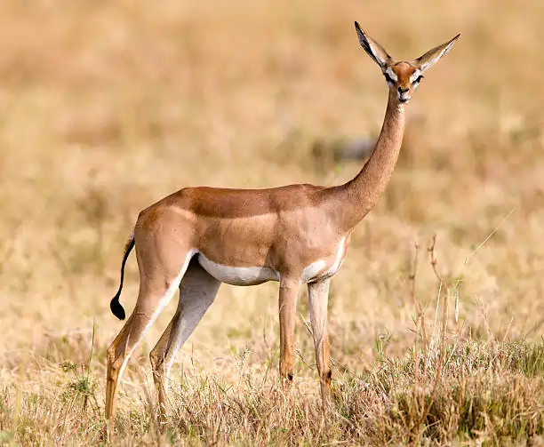 Go Holidays Outbound Travel Agency The Call of the Wild: Kenya’s Safari Experience