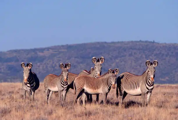Go Holidays Outbound Travel Agency The Call of the Wild: Kenya’s Safari Experience