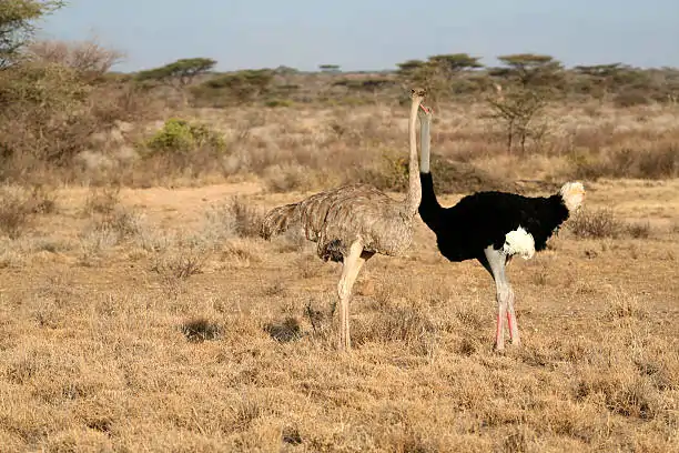 Go Holidays Outbound Travel Agency The Call of the Wild: Kenya’s Safari Experience