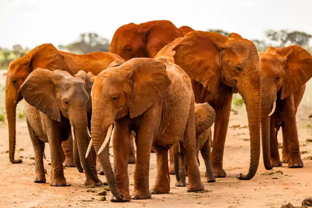 Go Holidays Outbound Travel Agency The Call of the Wild: Kenya’s Safari Experience
