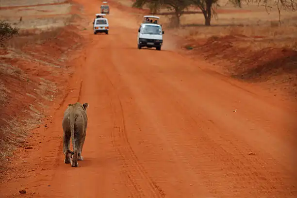 Go Holidays Outbound Travel Agency The Call of the Wild: Kenya’s Safari Experience