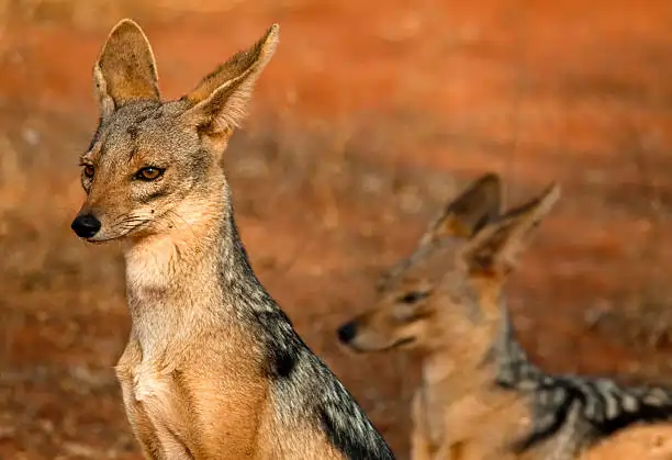 Go Holidays Outbound Travel Agency The Call of the Wild: Kenya’s Safari Experience