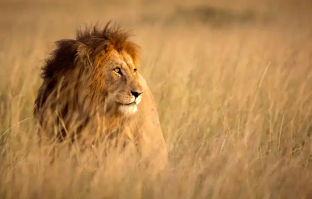 Go Holidays Outbound Travel Agency The Call of the Wild: Kenya’s Safari Experience