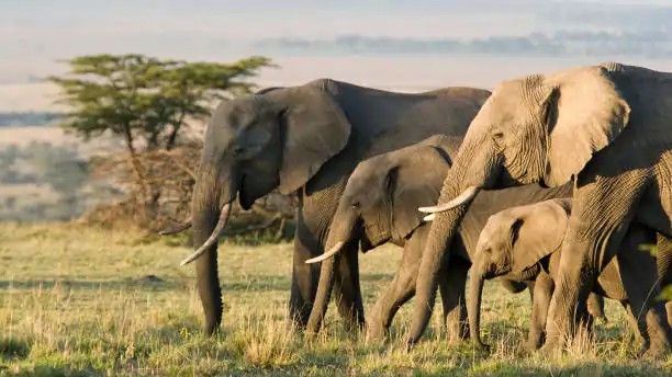 Go Holidays Outbound Travel Agency The Call of the Wild: Kenya’s Safari Experience