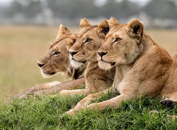 Go Holidays Outbound Travel Agency The Call of the Wild: Kenya’s Safari Experience