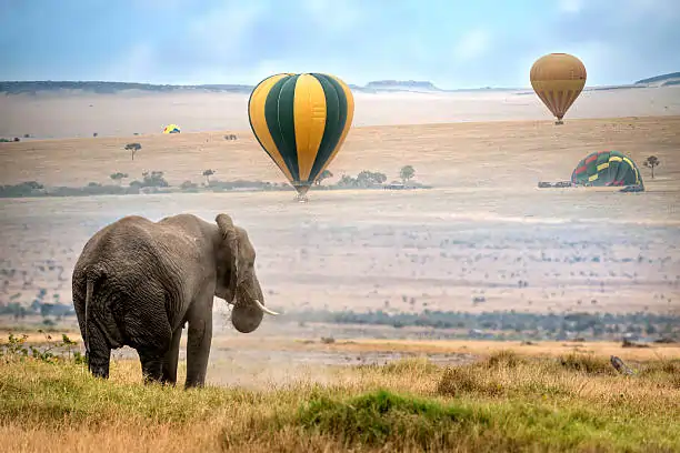 Go Holidays Outbound Travel Agency The Call of the Wild: Kenya’s Safari Experience