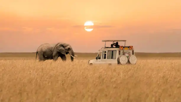 Go Holidays Outbound Travel Agency The Call of the Wild: Kenya’s Safari Experience