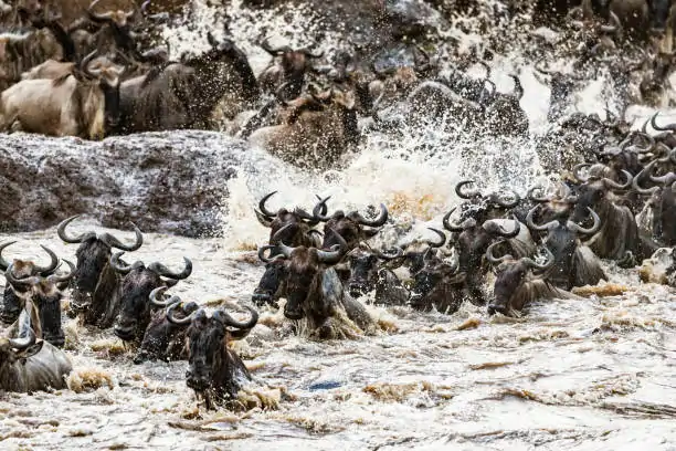 Go Holidays Outbound Travel Agency The Call of the Wild: Kenya’s Safari Experience